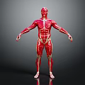Realistic Human Muscles Anatomy 3D Model Full Body Showing Complete Muscular Structure
