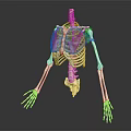 Anatomical Skeleton Model Displaying Thoracic Cavity With Red Highlighted Areas