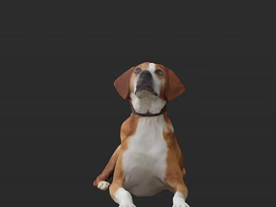 Colorful Reptile Lizard Basking On Warm Rock In Sunny Natural Habitat 3d model