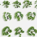 Various Types Of Green Leafy Arbor Trees With Different Foliage Forms On White Background