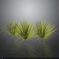 Green Grass Plants With Tall Feathery Leaves Three Clumps Against Dark Background With Reflective Surface