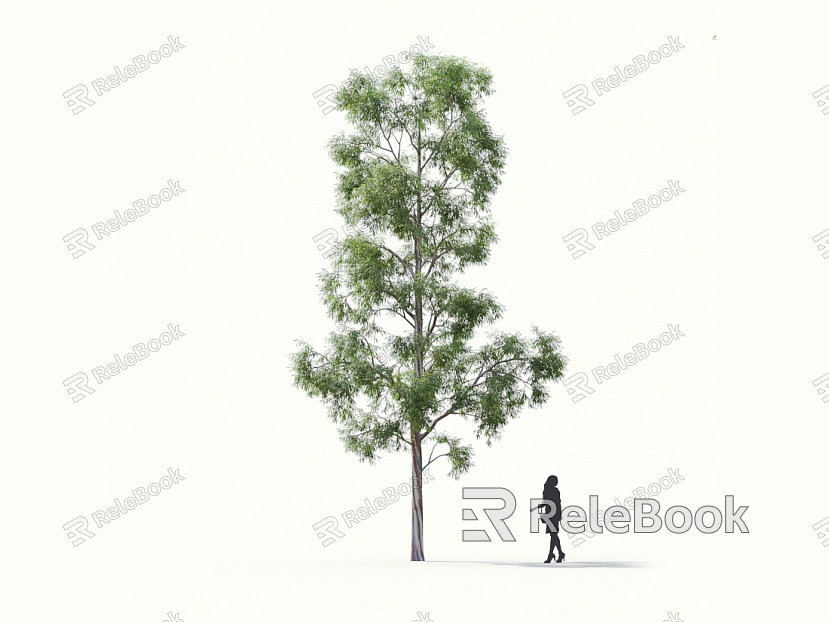 Blue eucalyptus grass fruit ash willow jade tree oil tree myrtle landscape tree forest big tree small tree spring tree summer tree autumn tree bodhi model