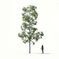 Blue eucalyptus grass fruit ash willow jade tree oil tree myrtle landscape tree forest big tree small tree spring tree summer tree autumn tree bodhi 3d model