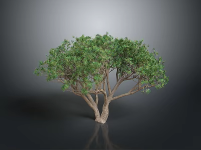Green Leafy Tree With Brown Trunk Multiple Branches Gray Background Black Ground Reflection 3d model