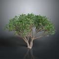 Green Leafy Tree With Brown Trunk Multiple Branches Gray Background Black Ground Reflection