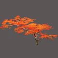 Arbor With Orange Red Leaves And Elegant Slender Trunk In Autumn Light Blue Background