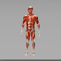 Red Colored Human Muscle Organ 3D Model Showing Detailed Anatomical Structure