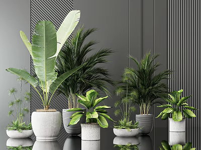 Indoor Potted Green Plants With Various Leaf Types In Ceramic Pots For Home Decoration 3d model