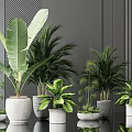 Indoor Potted Green Plants With Various Leaf Types In Ceramic Pots For Home Decoration