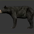 Detailed Black Bear Standing In Natural Pose With Thick Fur And Sharp Claws