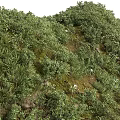 Lush Green Plants and Small White Flowers on Sloped Moss Covered Grassland