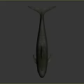 Gray Dolphin Model With Streamlined Body Fins Tail And Reflective Surface 3d model