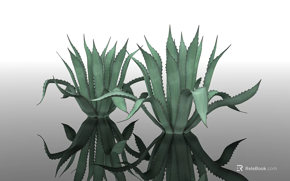 Two Green Agave Plants With Spiky Leaves And Reflective Surface 3d model 