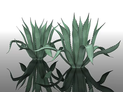 Two Green Agave Plants With Spiky Leaves And Reflective Surface 3d model