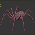 Realistic Spider With Long Legs And Textured Brown Body On Dark Surface