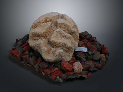 Brain Shaped Coral Specimen with Red and Gray Stones and Bottom Tag 3d model