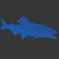 Realistic Aquatic Animal Fish Swimming with Open Mouth Dark Back and Light Belly Underwater