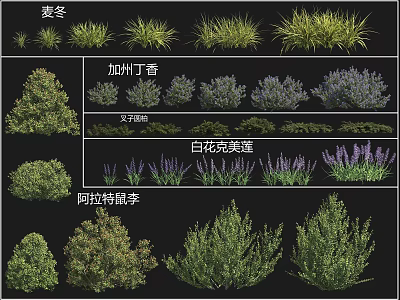 Different Types of Shrubs Including California Lilac Female Rhododendron and White Flower Spiraea 3d model