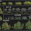 Different Types of Shrubs Including California Lilac Female Rhododendron and White Flower Spiraea