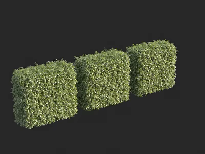 Three Green Cubed Shrubs With Neat Foliage For Outdoor Garden Design 3d model