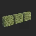 Three Green Cubed Shrubs With Neat Foliage For Outdoor Garden Design