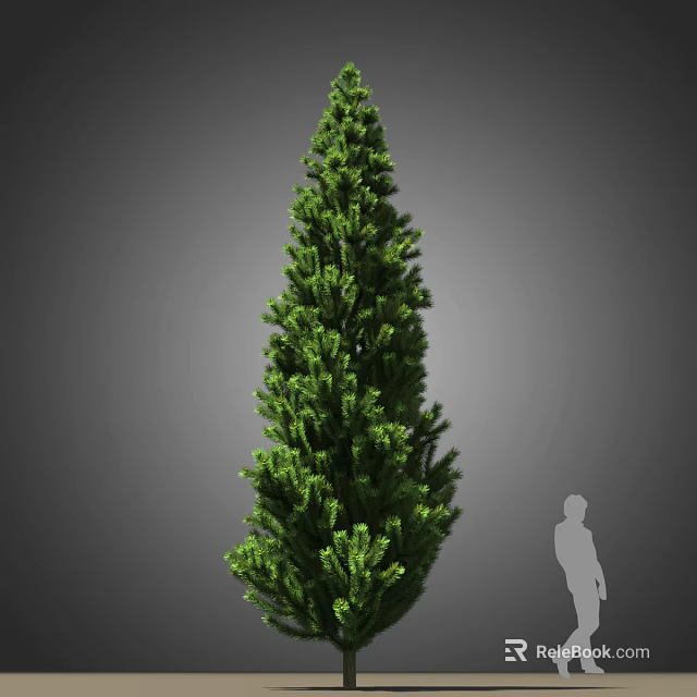 Tall Evergreen Arbor with Dense Green Foliage and Human Silhouette for Scale 3d model 