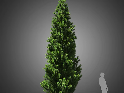 Tall Evergreen Arbor with Dense Green Foliage and Human Silhouette for Scale 3d model