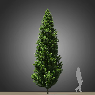 Modern Pine Pohan Pine Tree 3d model