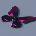 Vibrant Purple Pink Butterfly With Shiny Wings And Black Edges Details
