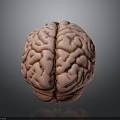 Realistic Human Brain 3D Model With Detailed Anatomical Surface Features