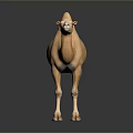 Realistic Light Brown Bactrian Camel Standing With Two Humps On Dark Background 3d model