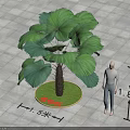 Landscape Arbor With Large Fan Shaped Leaves 1.8 Meters Height And 1.5 Meters Crown Width
