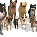 Collection of 14 Different Dog Breeds Including Doberman Labrador and Bulldog