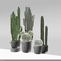 Cactus Bonsai Plants With Various Shapes In Grey Pots For Modern Home Interior Decoration