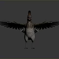 Colorful Flying Bird Displaying Spread Wings And Distinctive Crested Head With Vibrant Feathers