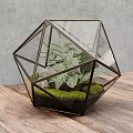 Geometric Glass Terrarium with Green Moss Small Plants and Stones and Metal Frame Design