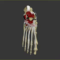 Detailed Game Movie Character Foot Skeleton Muscle Ligament Anatomical Model Structure