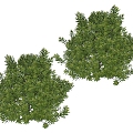 Plant Shrubs 3d model