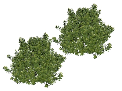 Plant Shrubs 3d model