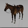 Brown Horse With Colorful Saddle Blanket And Leather Bridle Standing On Dark Background
