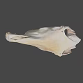 Beige Animal Skull With Detailed Bone Structure Isolated On Black Background 3d model