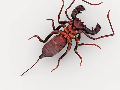 Detailed Brown Scorpion With Long Legs Pincers And Curved Tail On White Background 3d model