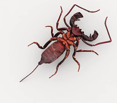 poisonous insect 3d model poisonous insect 3d model