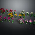 Colorful Potted Flowering Plants With Red Yellow Purple And White Blooms Displayed Together