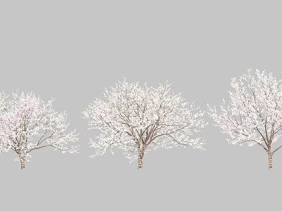 Elegant Flowering Trees With Abundant White Blossoms And Graceful Branches 3d model