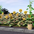 Bright Yellow Sunflowers With Green Leaves Near Wooden Fence And Bucket