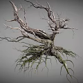 Withered Tree Trunk With Green Moss On Roots And Dry Branches Natural Look