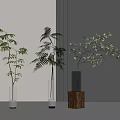 Indoor Aquatic Plants Arranged In Three Different Vases Against Gray Beige Walls And Light Floor
