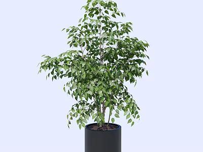 Lush Green Bonsai Plant in Black Cylindrical Pot for Indoor Decoration 3d model