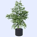 Lush Green Bonsai Plant in Black Cylindrical Pot for Indoor Decoration